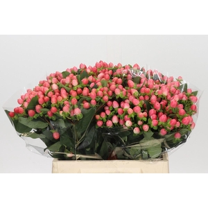 Hypericum Sweet Romance