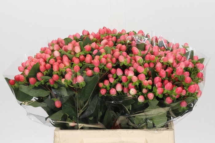 <h4>Hypericum Sweet Romance</h4>