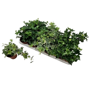 Hedera helix gemengd 3 soorten