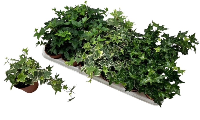 <h4>Hedera helix gemengd 3 soorten</h4>