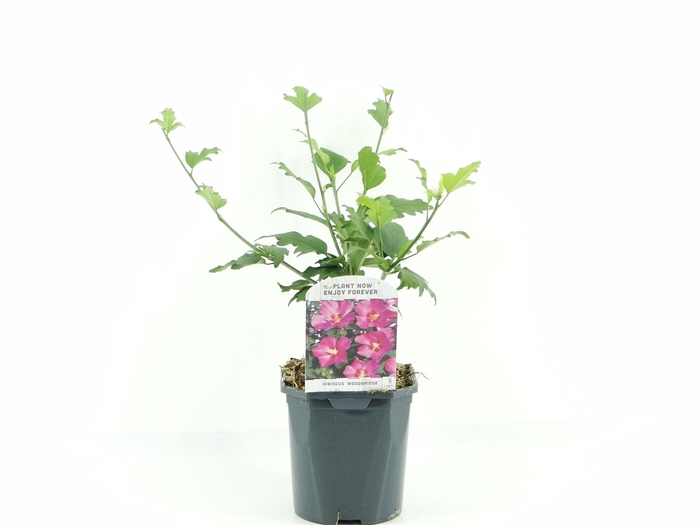 <h4>Hibiscus syr. Woodbridge</h4>