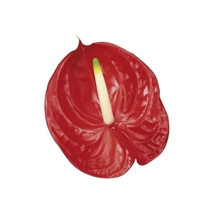 Anthurium Andreanum Grp 'Tropical'