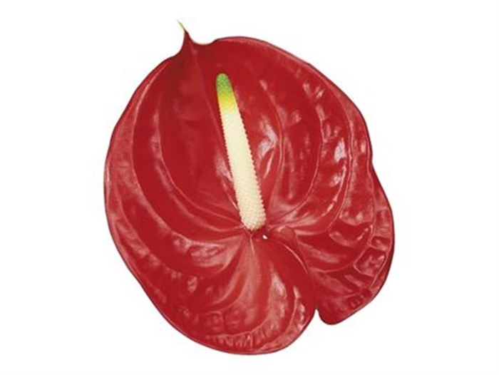 <h4>Anthurium Andreanum Grp 'Tropical'</h4>
