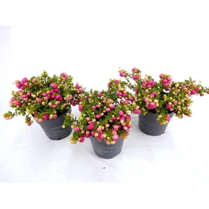 Gaultheria
