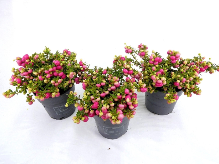 <h4>Gaultheria</h4>