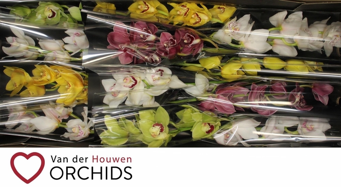 <h4>Gemengd 50 cm.</h4>