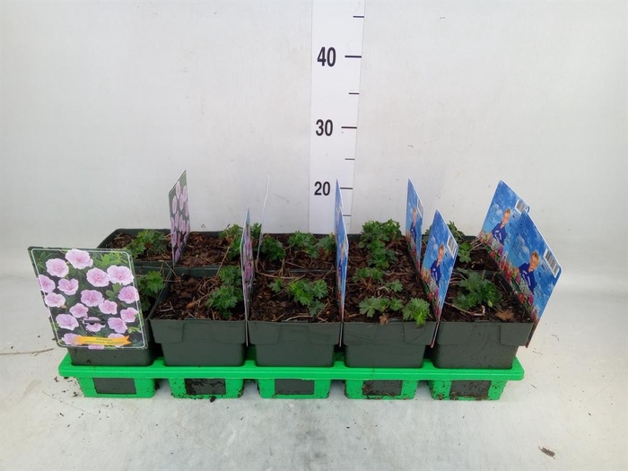 <h4>Geranium sang.</h4>