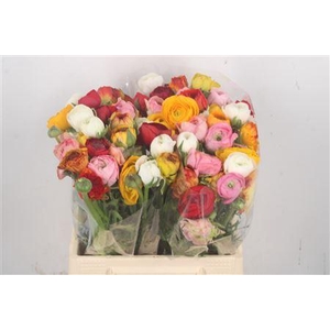 Ran El Mixed In Bunch