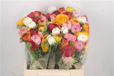 <h4>Ran El Mixed In Bunch</h4>