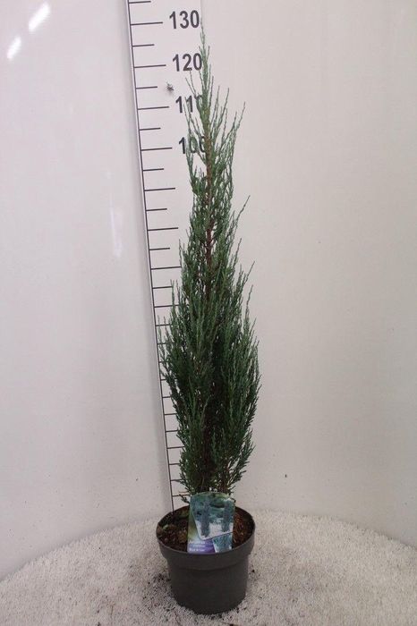 <h4>Juniperus scopulorum 'Blue Arrow' P23 potgekweekt</h4>