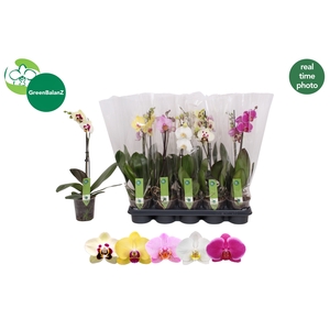 PHAL GEM
