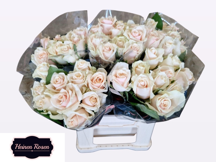 <h4>R GR TALEA+</h4>