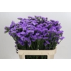 Limonium sinuatum Ana Blue
