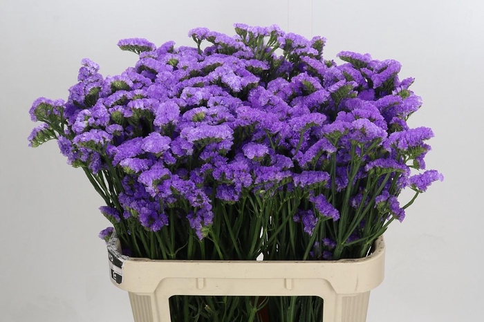 Limonium sinuatum Ana Blue