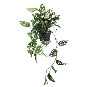Monstera obliqua in hangpot