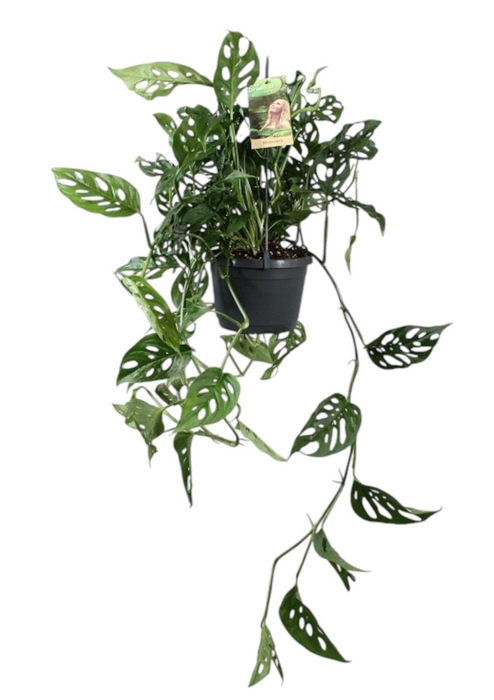 <h4>Monstera obliqua in hangpot</h4>