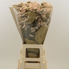 Limonium sinuatum 'Apricot Sun Bir'