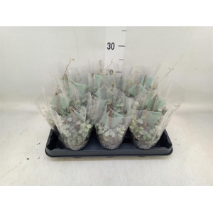 Ceropegia woodii ssp. woodii