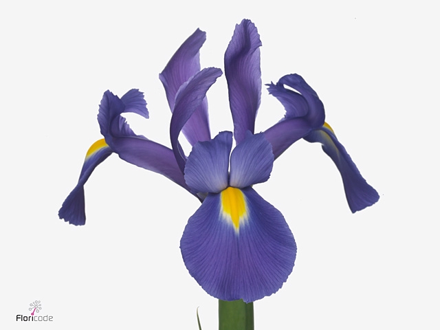 Iris Valentine