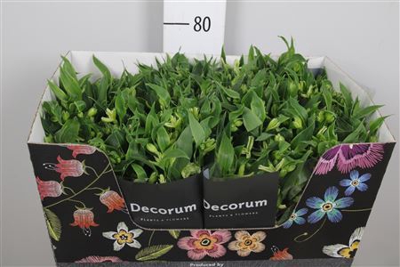 <h4>Alstroemeria flor. 'Jade'</h4>