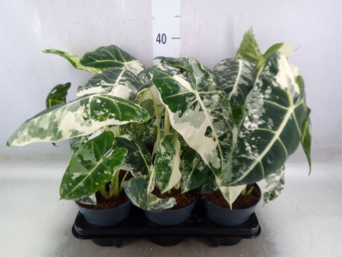 <h4>Alocasia   ...</h4>