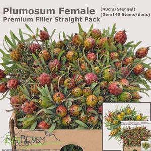 Leucad Rubrum