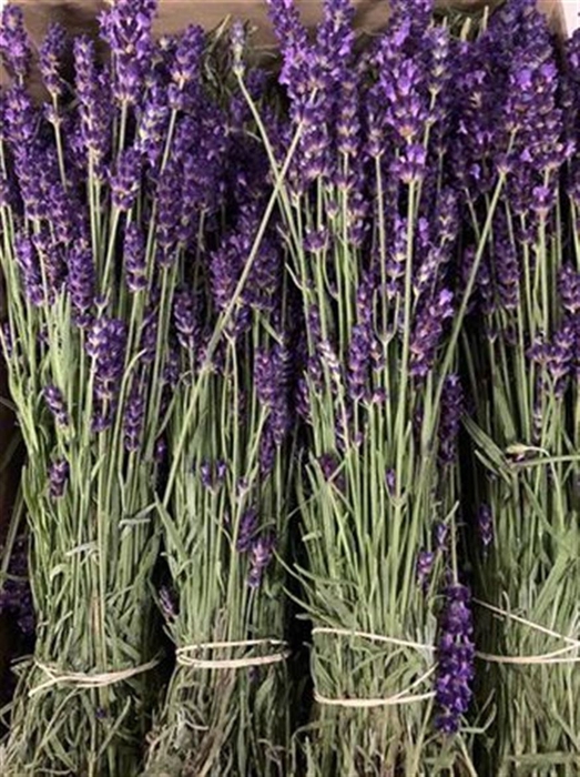 <h4>Lavandula Angust Bos</h4>