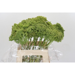 Ammi Visnaga Green Mist