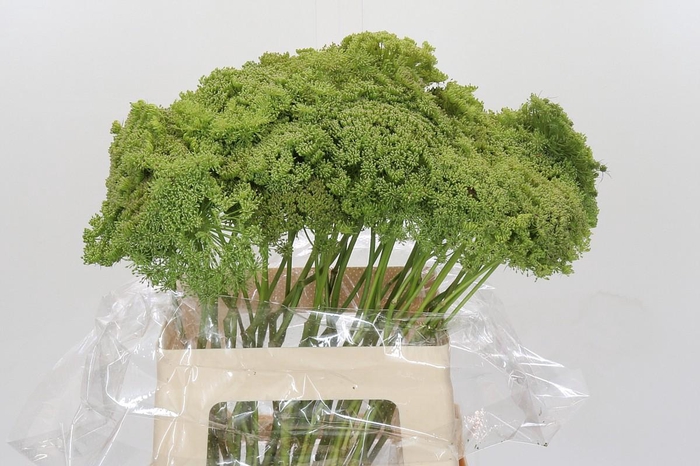<h4>Ammi Visnaga Green Mist</h4>