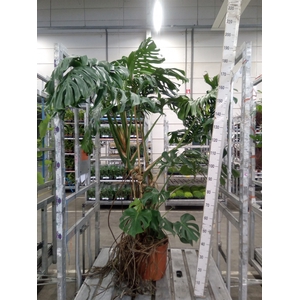 Monstera delic.