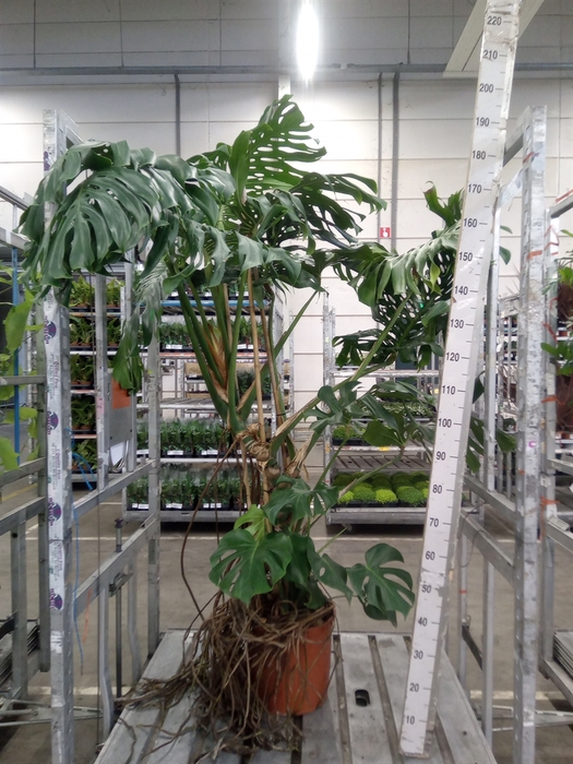 <h4>Monstera delic.</h4>