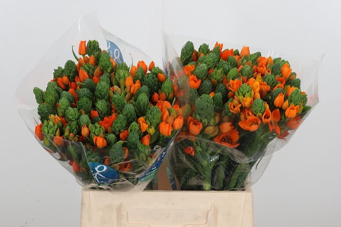 <h4>Ornit Du Sunshine</h4>