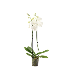 Phal Snow White 2T16+