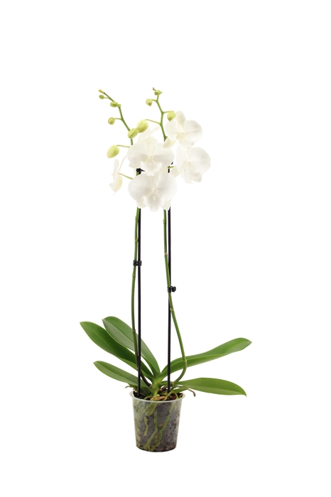 <h4>Phal Snow White 2T16+</h4>