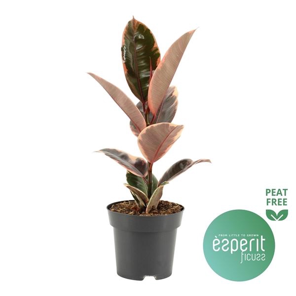 <h4>Ficus elastica 'Belize'</h4>