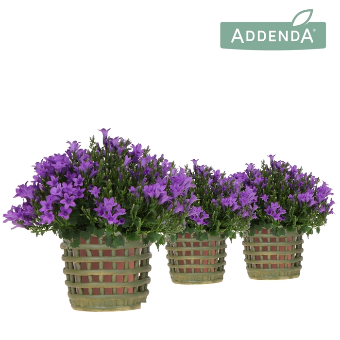 <h4>Campanula Addenda Ambella Intense purple in Mesh pot green</h4>