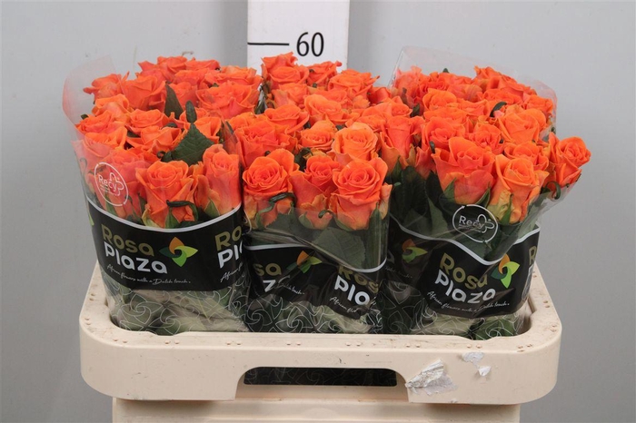 <h4>R Gr On Fire</h4>