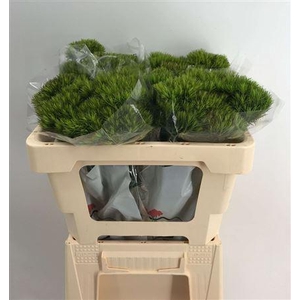 DI BARB KIWI MELLOW CM 55