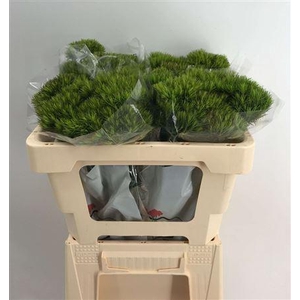 DI BARB KIWI MELLOW CM 55