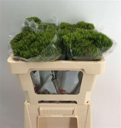 <h4>DI BARB KIWI MELLOW CM 55</h4>