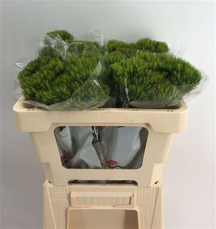 <h4>DI BARB KIWI MELLOW CM 55</h4>