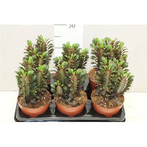 Euphorbia Trigona Rubra