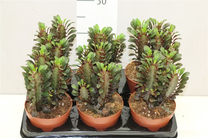 <h4>Euphorbia Trigona Rubra</h4>