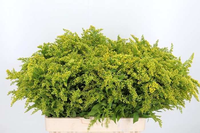 <h4>Soli Golden Glory</h4>