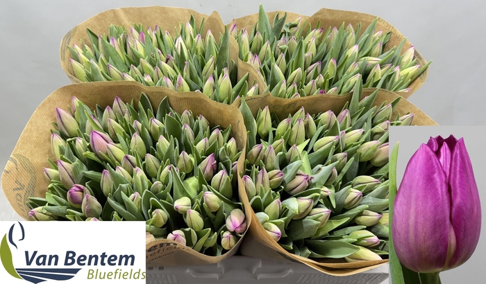 <h4>TU EN GOMERA</h4>