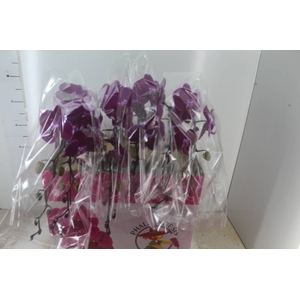 PHALAENOPSIS CASCATA ESPECIAL P15 PINK MIN 8 FLS