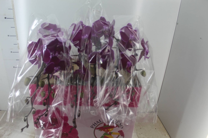 <h4>PHALAENOPSIS CASCATA ESPECIAL P15 PINK MIN 8 FLS</h4>