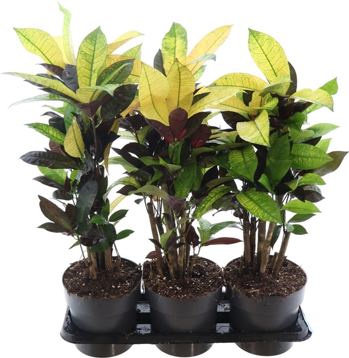 <h4>Codiaeum Iceton Vertakt</h4>