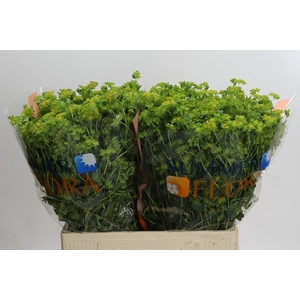 Bupleurum Griffithii