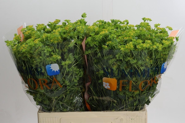 <h4>Bupleurum Griffithii</h4>